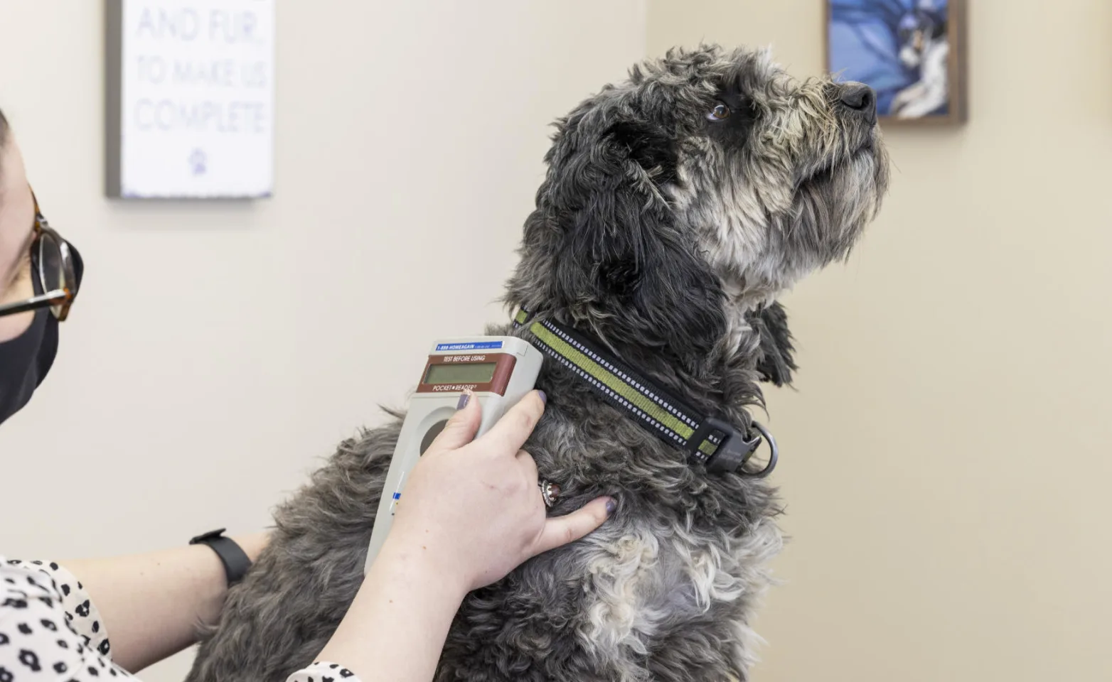 Dog with microchip scanner